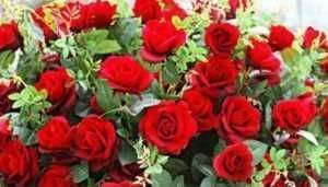 家养5种花,好养易活,不用操啥心,花色繁多易爆盆,娇艳欲滴