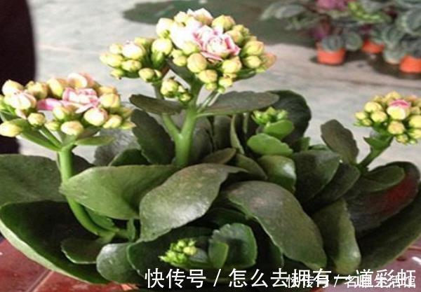 这4种树“镇宅又聚财”,个个都是财神爷,千万别随便送人