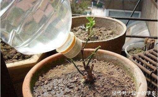 浇花别再用清水了!水里加点“它”,盆土疏松又肥沃,养啥旺啥!