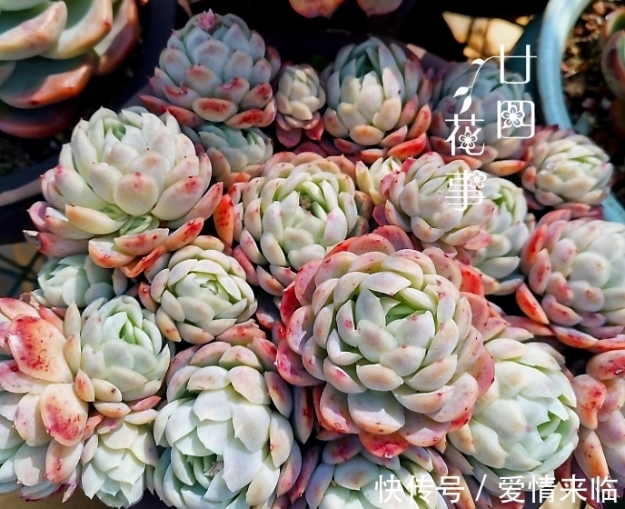 多肉|8款多肉“爆崽王”,不用砍头就能群生爆盆,养起来成就感满满!