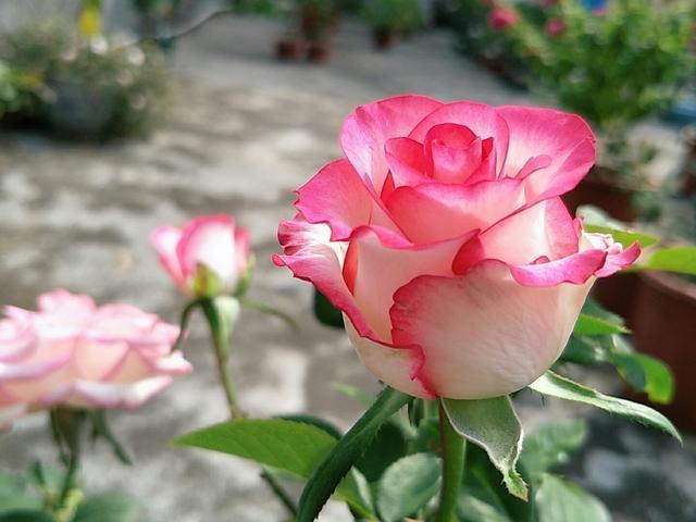 月季白粉病年年爆发，染病后落花掉叶严重，如何彻底清除