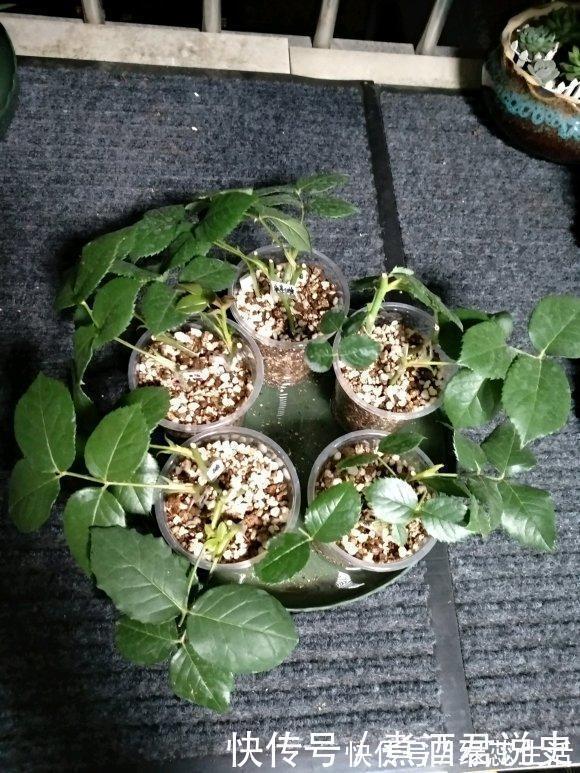 生根|扦插最佳时期到了，有这花赶紧插，沾土就能活！