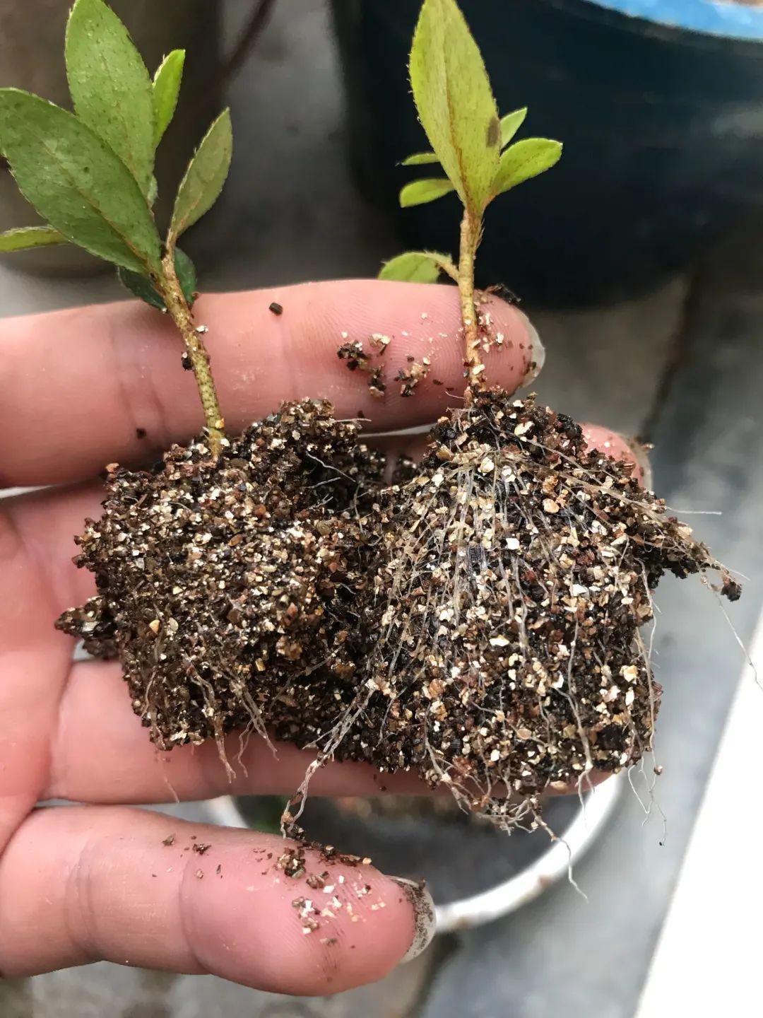 8种花夏天太容易死,现在赶紧扦插,死了也不心疼!