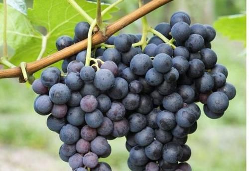 呵护|秋天人人爱美，吃好的食物，减缓皮肤衰老，祛皱养颜，呵护肌肤