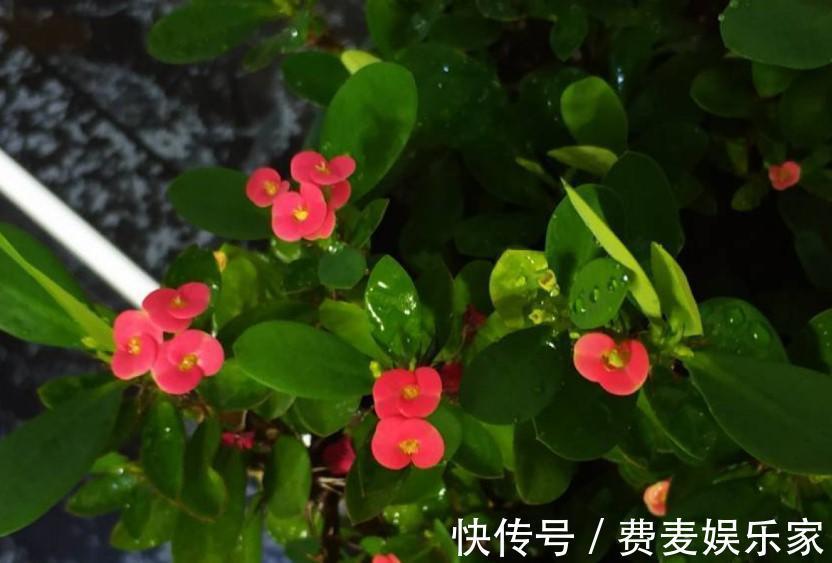 盆栽虎刺梅，日常这么养，才能爆出一大片小花！