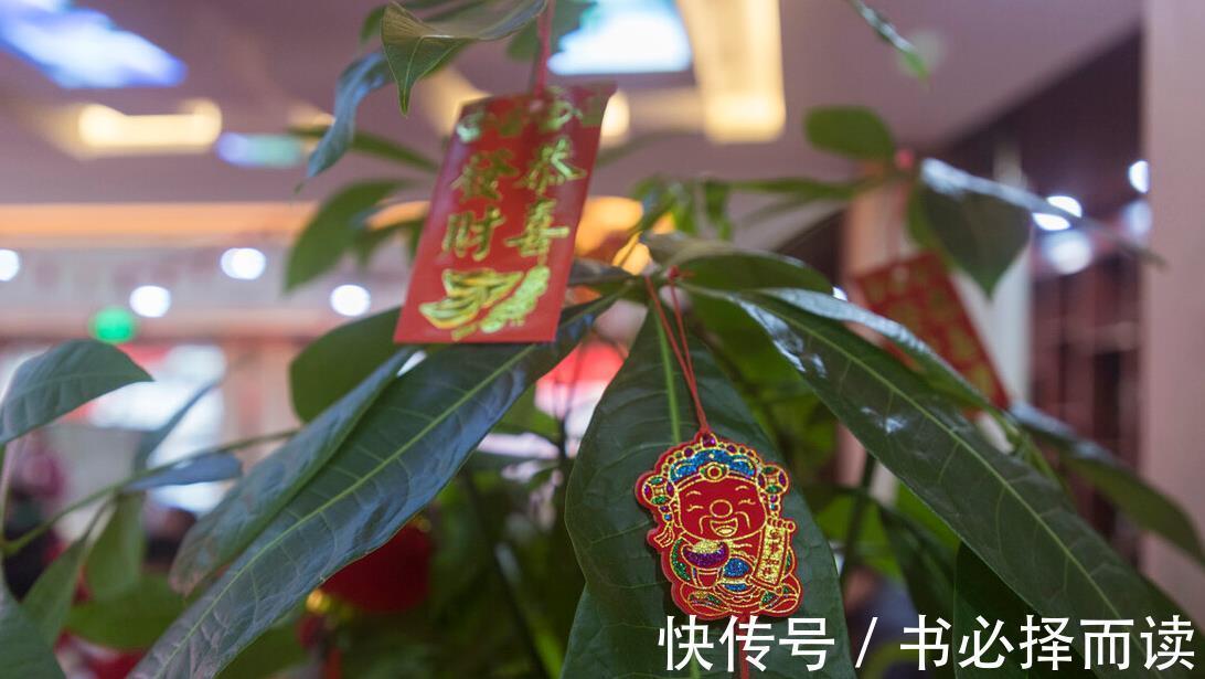 发财树|4种树,花开富贵“好兆头”,难得一见,看看你家有吗?
