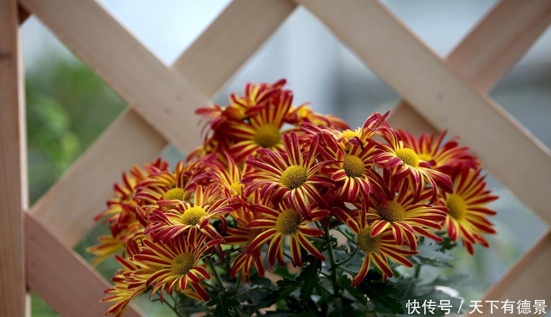 阳台养花学会“组合”,开花就像接力赛,这盆开完那盆开