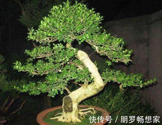 富裕家庭,这“3种花”会养在客厅,个个寓意好,胜过发财树