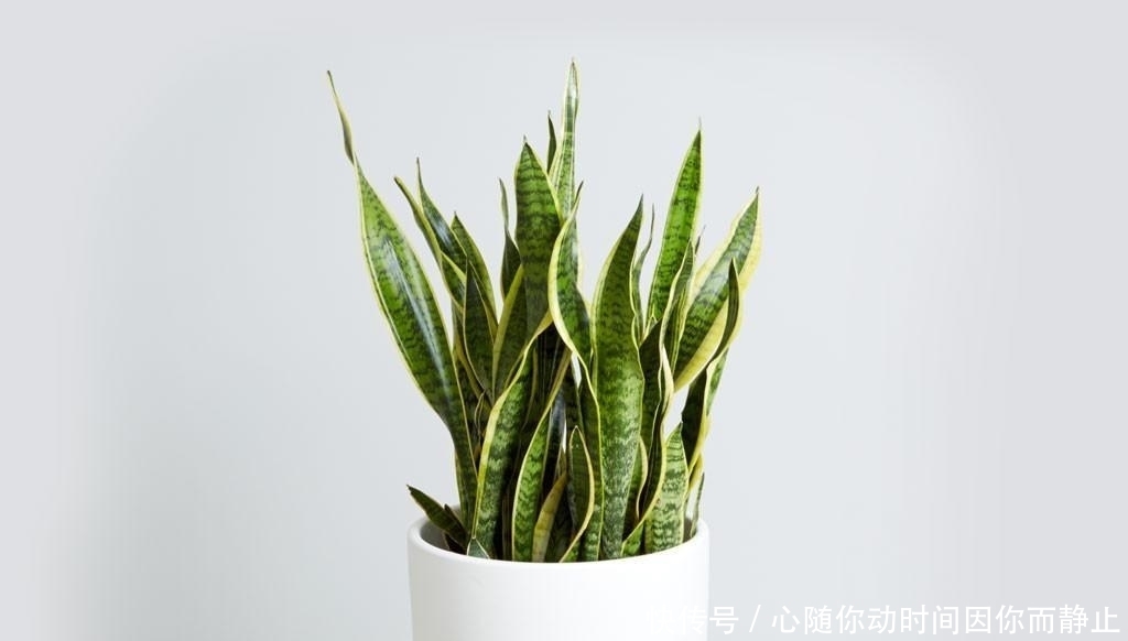 5种常见植物缺水信号,怎么处理呢?看情况分别对待