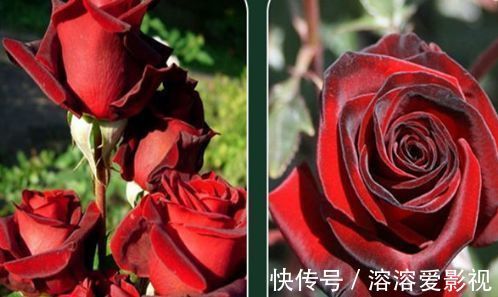 喜欢养玫瑰，不如养“高档玫瑰”黑魔术玫瑰，色彩深红，花型大气
