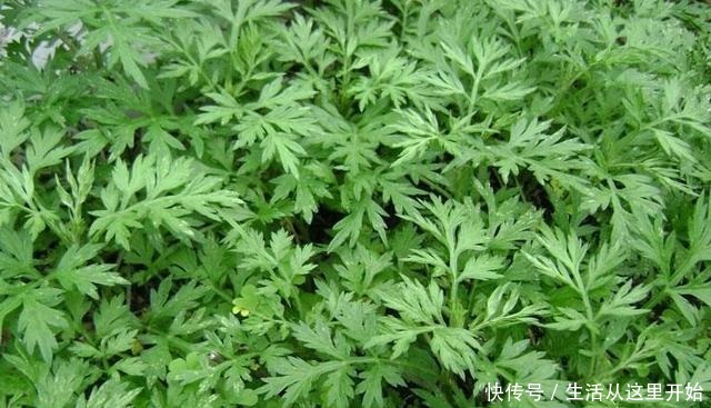 这“3种”植物,别嫌它“丑”,家里养1盆,能省不少“医药费”!