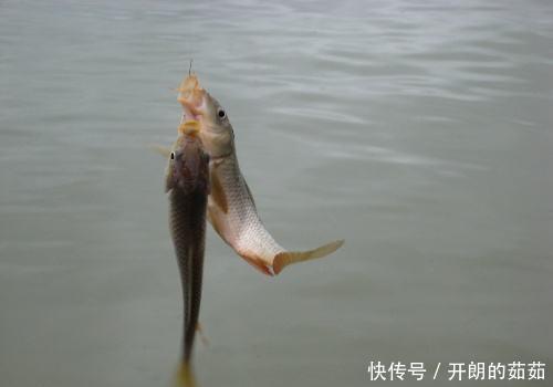 用大蒜和药酒就可以做出来的爆护饵料,到哪里钓鱼都不会空军