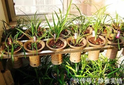 养兰花，“掐准”此4点，植株更长寿、年年开花