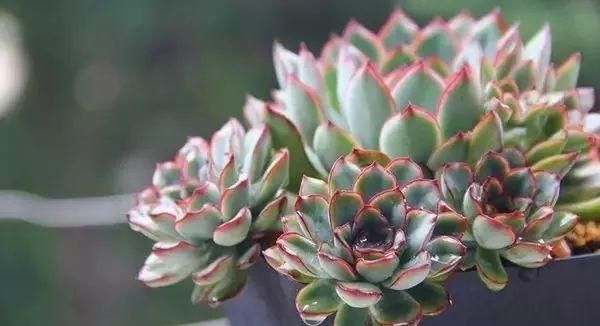 跌落神坛的“三多肉”,恰如仙子临凡尘,现沦为“普货”仍受宠爱