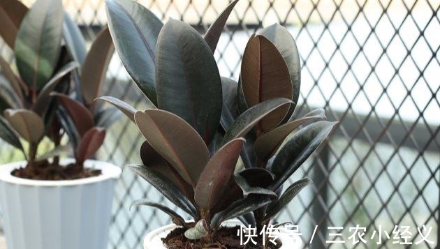 毒性|家里有孕妇能养橡皮树吗?