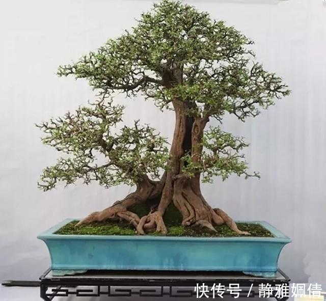 新貌|一组盆景作品欣赏，能达到法严、形美、意放、韵胜才是佳作