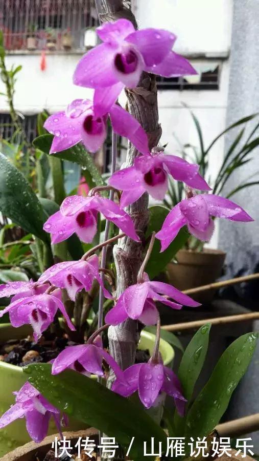 还在养绿萝家里养盆“香香花”,好看好闻,清香四溢精神好!