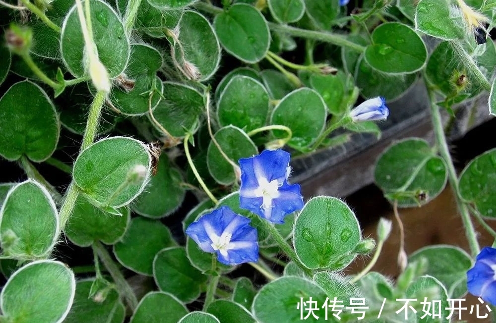 炖肉|农村一种奇特野草,香味似桂皮,用来炖鸡很美味,还能养胃健脾