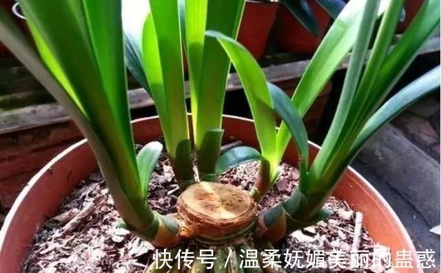 君子兰|此5种花,把“叶子全剪掉”重新养护,2个月轻松爆盆!
