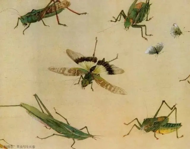 蝈蝈$国画技法图典——草虫篇:蝗虫 蚂蚱 蝈蝈 螽斯 螳螂 蟋蟀