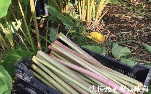 酸菜|原产自我国，曾是农民的救命粮，叶梗腌酸菜是一绝，不知道可惜了