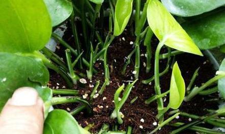 绿萝、发财树蔫了别浇水,浇一盆死一盆,要这样救治