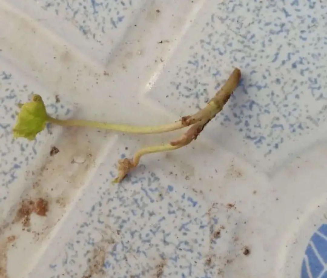 这几种花，要是秋天不扦插，错过就等1年