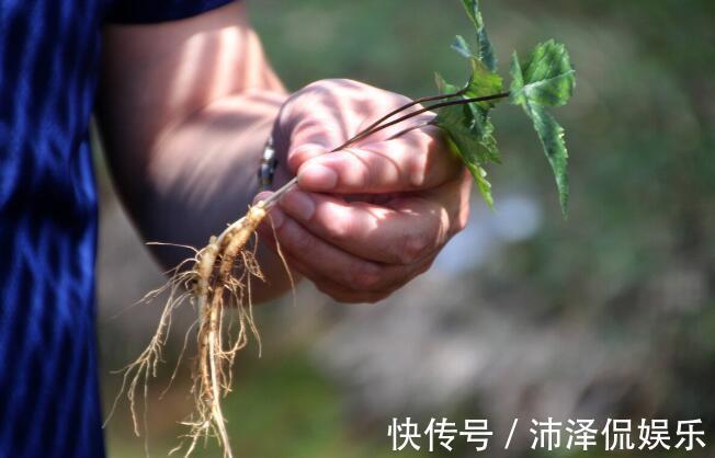 捛人参|男人“老太快”,2种食物当“零食”,60岁后,还能行夫妻之道