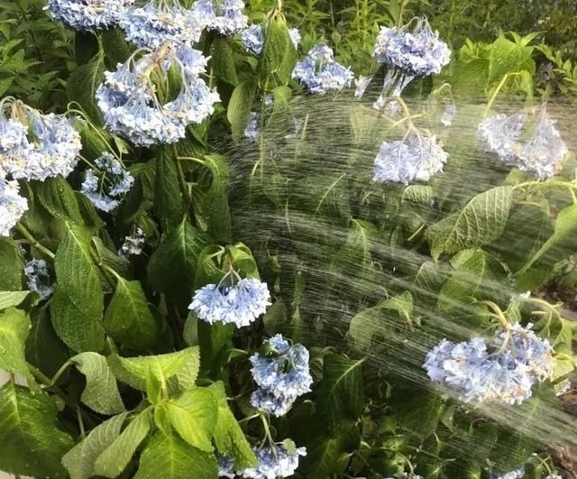 6种花一天不浇水,叶子就耷拉,缺水3天就死翘