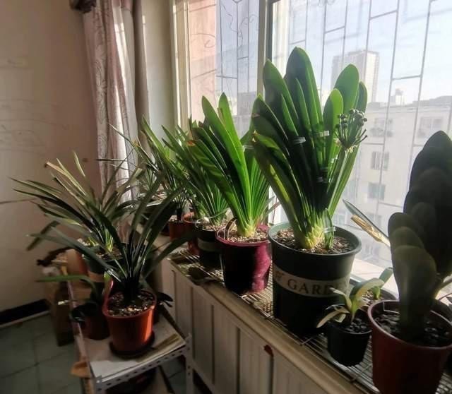 矿泉水瓶|巧用这种皮,养君子兰发财树,叶片光亮,效果让人满意!