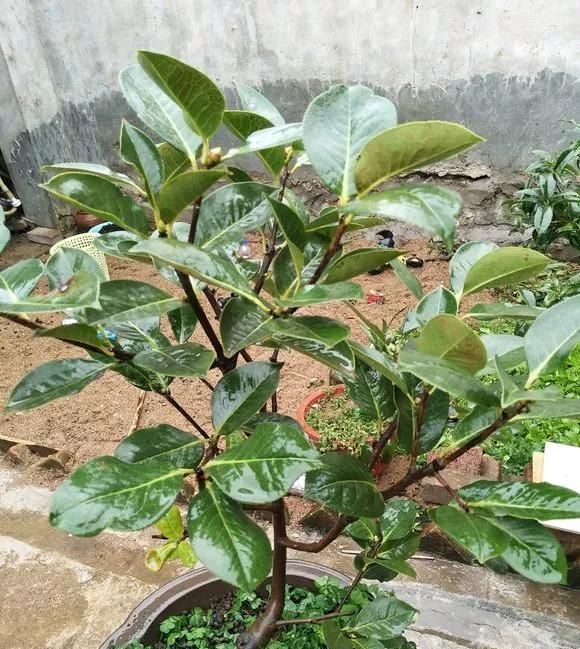 这四种酸水浇花,1个月浇一次,叶子浓绿、开花稠密