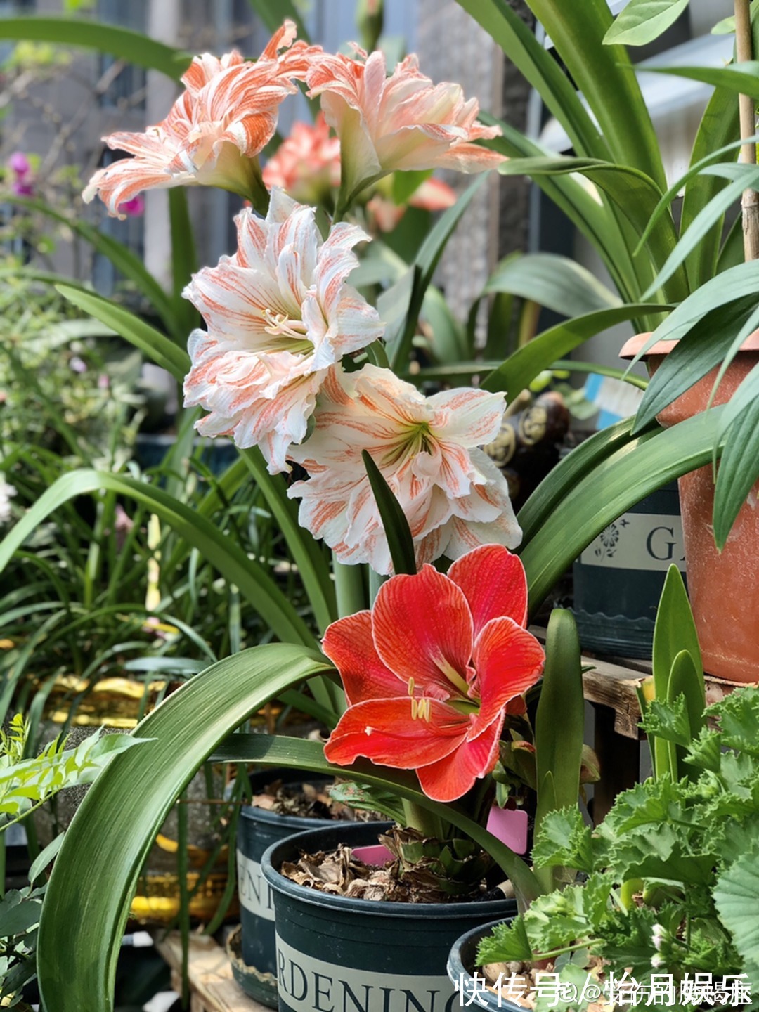 花也能成精,养成巨无霸,一次开花50朵,比小孩还高!