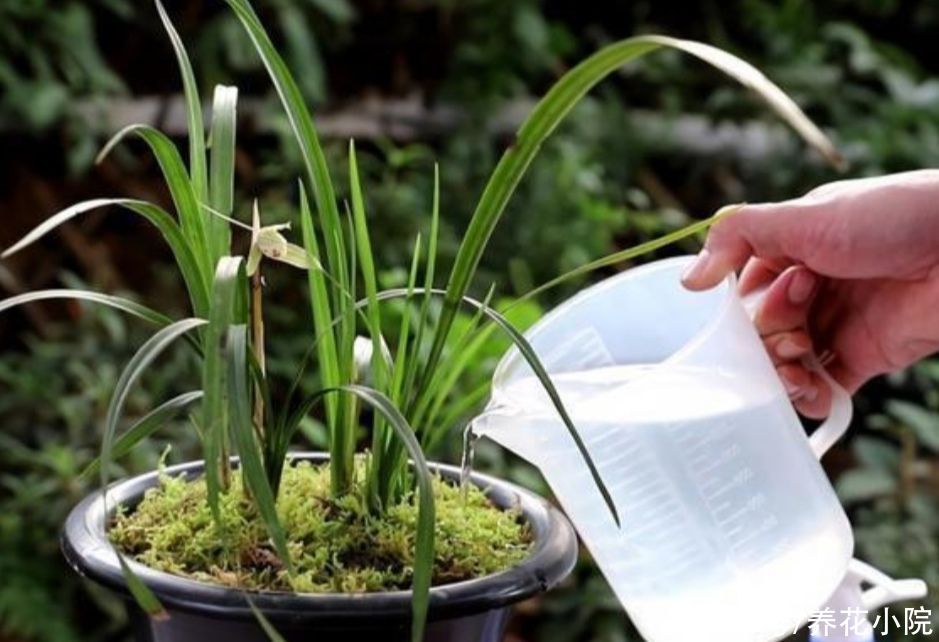 养兰花浇水很关键，记住几个浇水技巧，兰株不烂根不空根