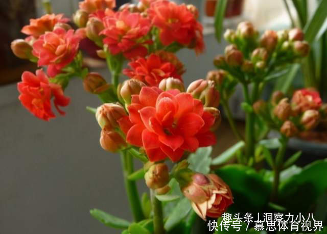 想长寿花多冒苞，土里埋下这“两料”，蹭蹭窜芽，开出层叠群花