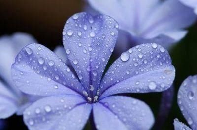 这花长得巴掌大，越晒花越多，一不小心就开成瀑布