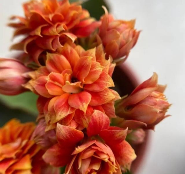 75个长寿花品种，一个比一个美，一起来认识一下吧！