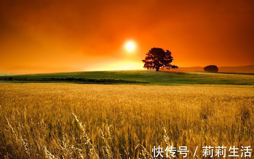 文案!推荐5本都市小说,纯粹种田文,没有修仙等乱七八糟的,悠闲生活