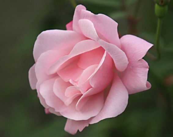 春季养此款花卉,花大服盆快,随便一养成花海,太漂亮了