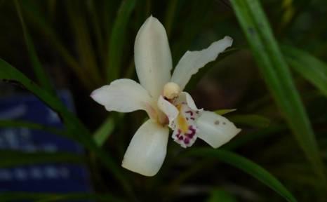 最全的兰花大鉴赏,看看你都见过几种兰花!