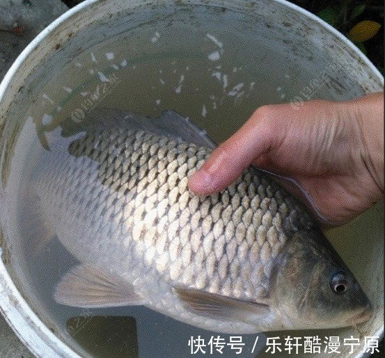 冬钓高手分享的钓鱼“秘技”,还不学起来,鱼获蹭蹭上涨