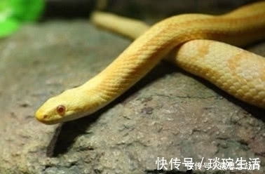 男子养了条宠物蛇,冬天专门为其织毛衣!