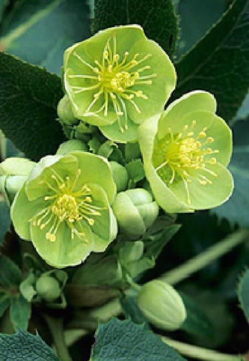  植物不可以淋雨|几种花最怕下雨天，一下雨就要搬回家，不然很容易黑腐烂根