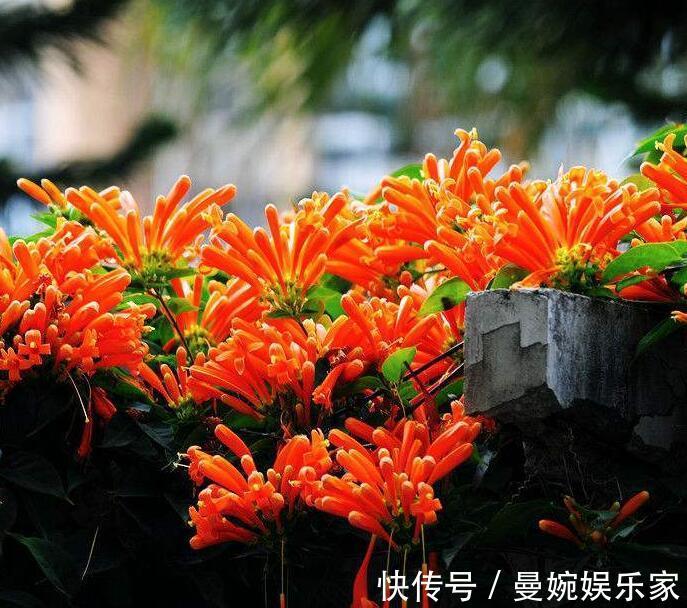 炮仗|喜欢养菊花,不如养一盆“炮仗花”,形似鞭炮,花瓣还能润肺止咳