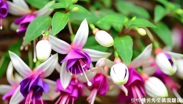养花|喜欢家里养花，就养几种漂亮的花，花大花期长，寓意美好幸福满满