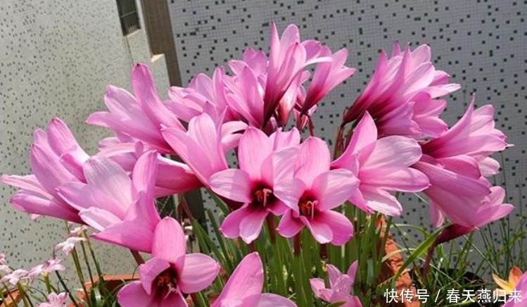 漂亮花|“4种花”只要给水就疯长，一天一个样，长太快，还能开出漂亮花