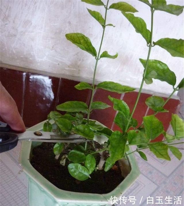 茉莉花这样养，新枝多花蕾多香味浓，自夏至秋开花不断