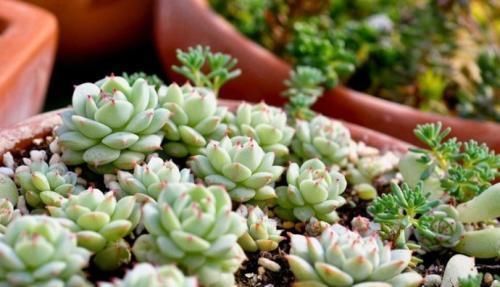 静夜|此款多肉,如夜色一般温柔,养护好气质独特迷人,值得拥有