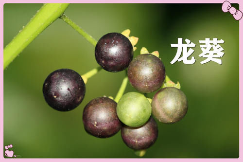 果子|小时候常吃的12种“野果子”,现在很少见了,吃过的年龄不小了