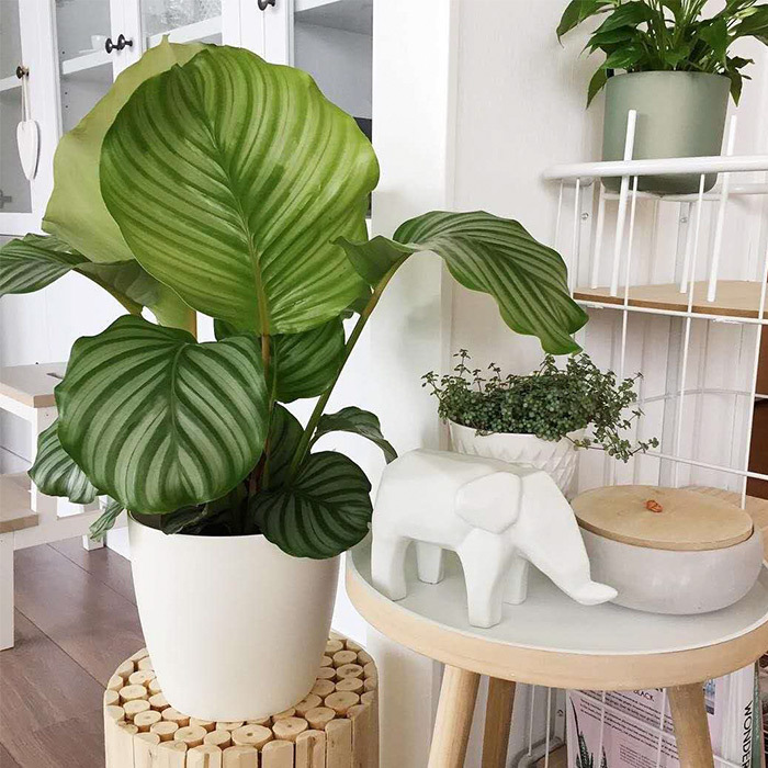 再三提醒不管在哪,要是看见到这种树苗,立马挖走种回家