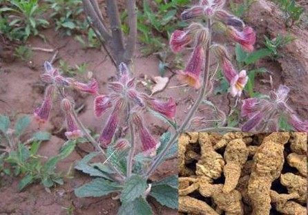 农村地里常见的这种野草，竟能对抗糖尿病、高血压！